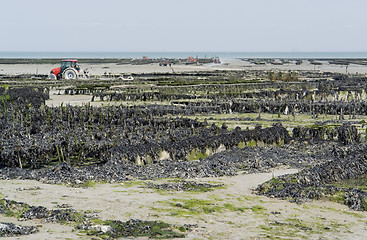 Image showing oyster beds at Cancale