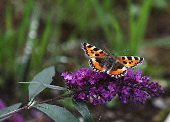 Image showing Monarch Butterfly