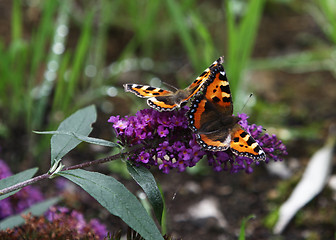 Image showing Monarch Butterfly