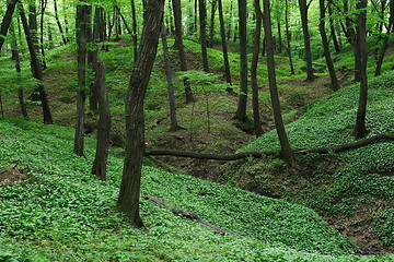 Image showing green forest