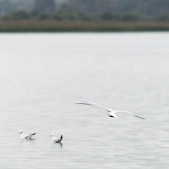 Image showing A Bird in Flight