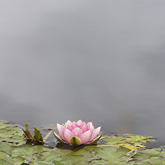 Image showing Lilly, Flower