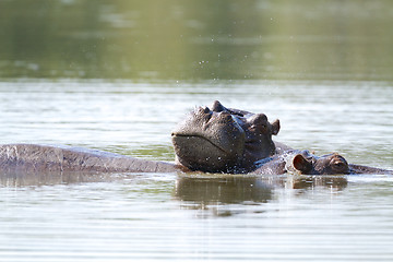 Image showing Hippo 