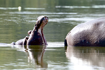 Image showing Hippo yawning