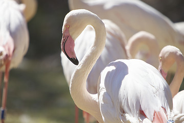 Image showing Flamingo