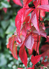 Image showing Foliage