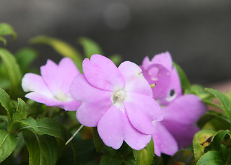 Image showing Purple Flower