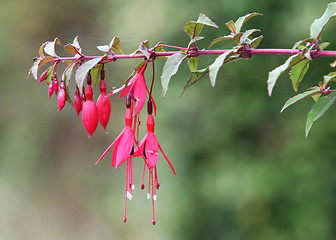 Image showing Fuchsia