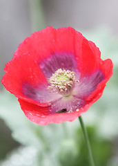 Image showing Poppy