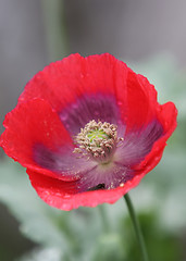 Image showing Poppy