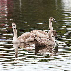 Image showing Three Cygnets