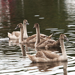 Image showing Cygnets