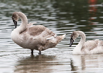 Image showing Two Cygnets