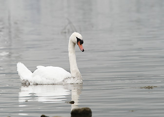 Image showing A Swan