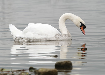 Image showing A Single Swan