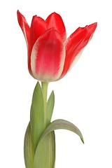 Image showing Red Tulip