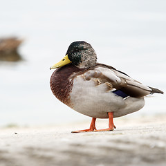 Image showing A Single Duck