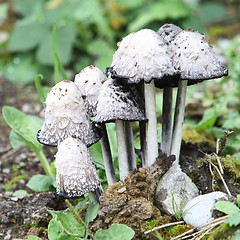 Image showing A Family of  Mushrooms