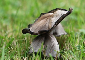 Image showing Mushroomed