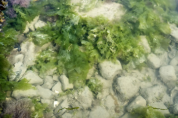 Image showing seaweed