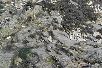 Image showing algae and rock formation