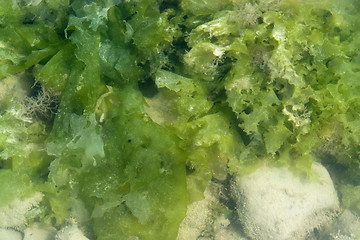 Image showing seaweed