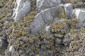 Image showing algae and rock formation