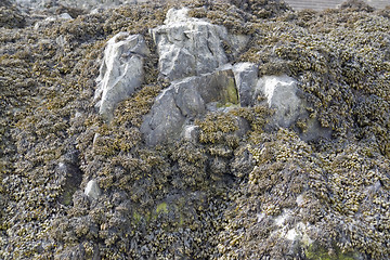 Image showing algae and rock formation