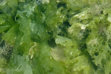 Image showing seaweed