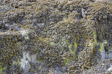 Image showing algae and rock formation