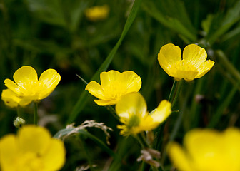 Image showing Buttercup