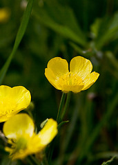 Image showing Buttercup