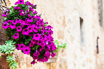 Image showing Tuscan flowers