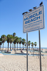 Image showing Muscle Beach