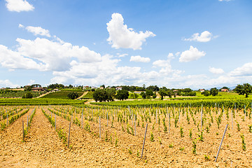 Image showing Tuscany Wineyard