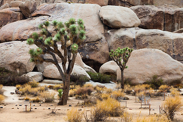 Image showing Joshua Tree