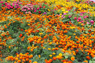 Image showing beautiful flower of tagetes and many others