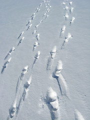 Image showing Outgoing people and traces on a snow