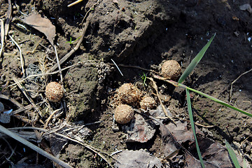 Image showing hare's dungs on the ground