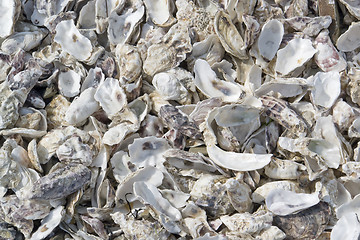 Image showing oyster shells