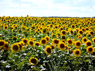 Image showing Field with sunflowers