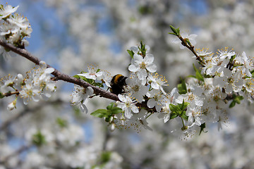 Image showing Bumblebee on the blossoming tree of plum