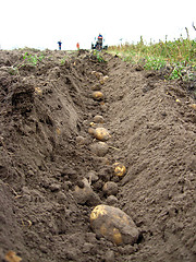 Image showing Process of harvesting of a potato