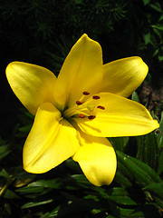 Image showing beautiful lellow flower of lily