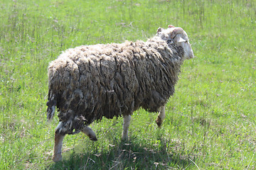 Image showing ram running on the green grass