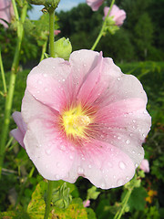 Image showing beautiful flower of pink mallow