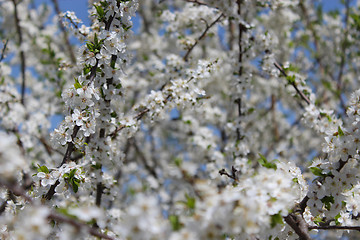 Image showing Blossoming tree of plum