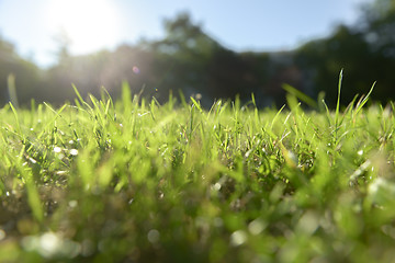 Image showing Fressh green Grass outdoors