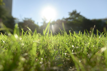 Image showing Fressh green Grass outdoors