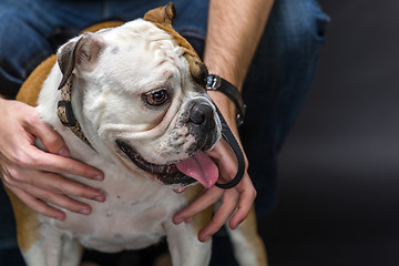 Image showing Young bulldog in studio